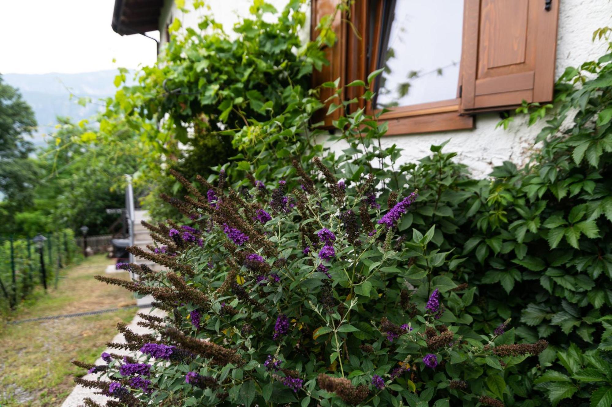 Cottage Lavanda E Rosmarino Lavis Exterior photo